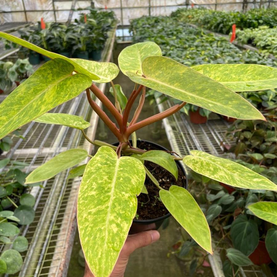 Philodendron 