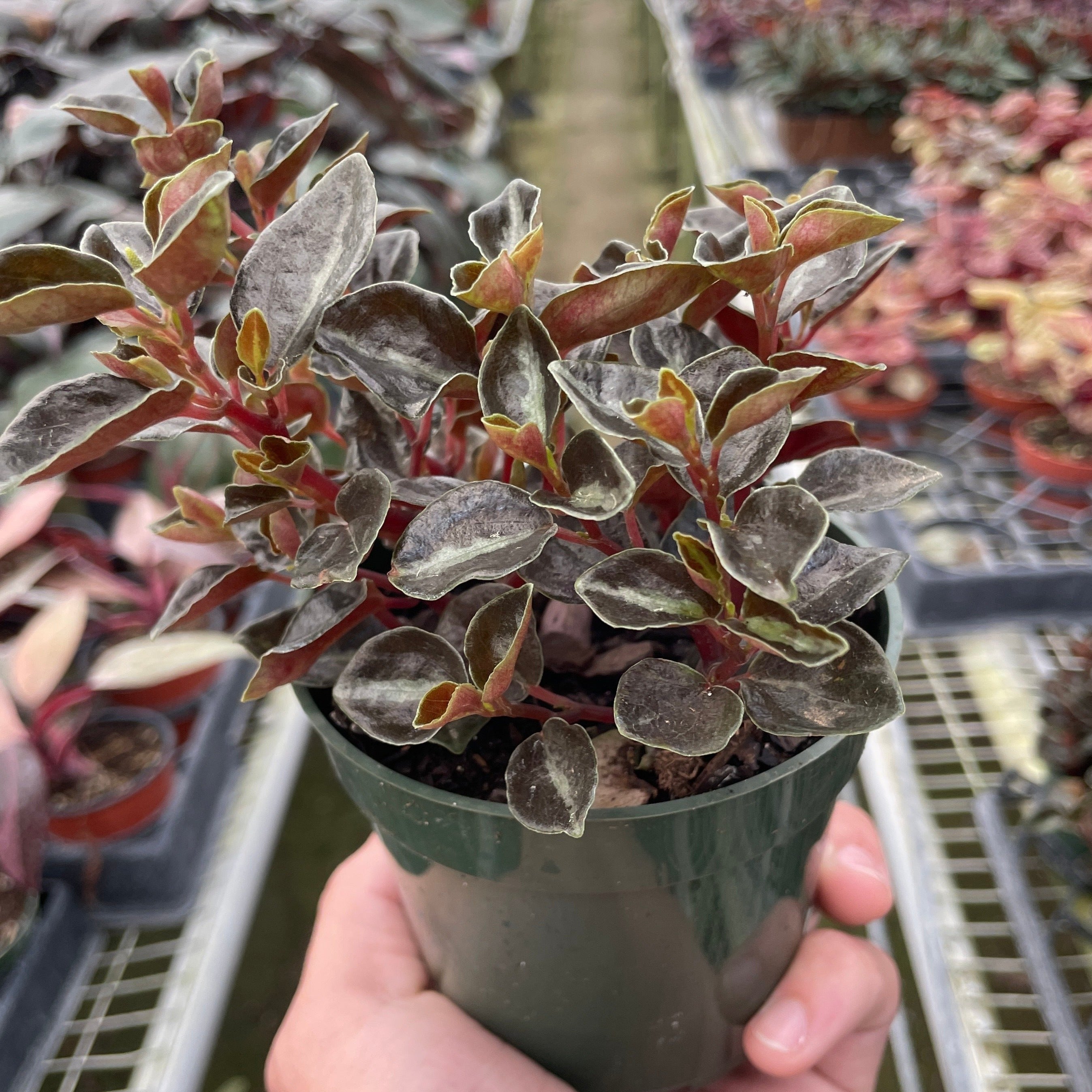 Rare New Release Variegated Peperomia Metallica ‘Harmony’s High on sale Voltage’ Live House Plant 2” Pot ‘#40’