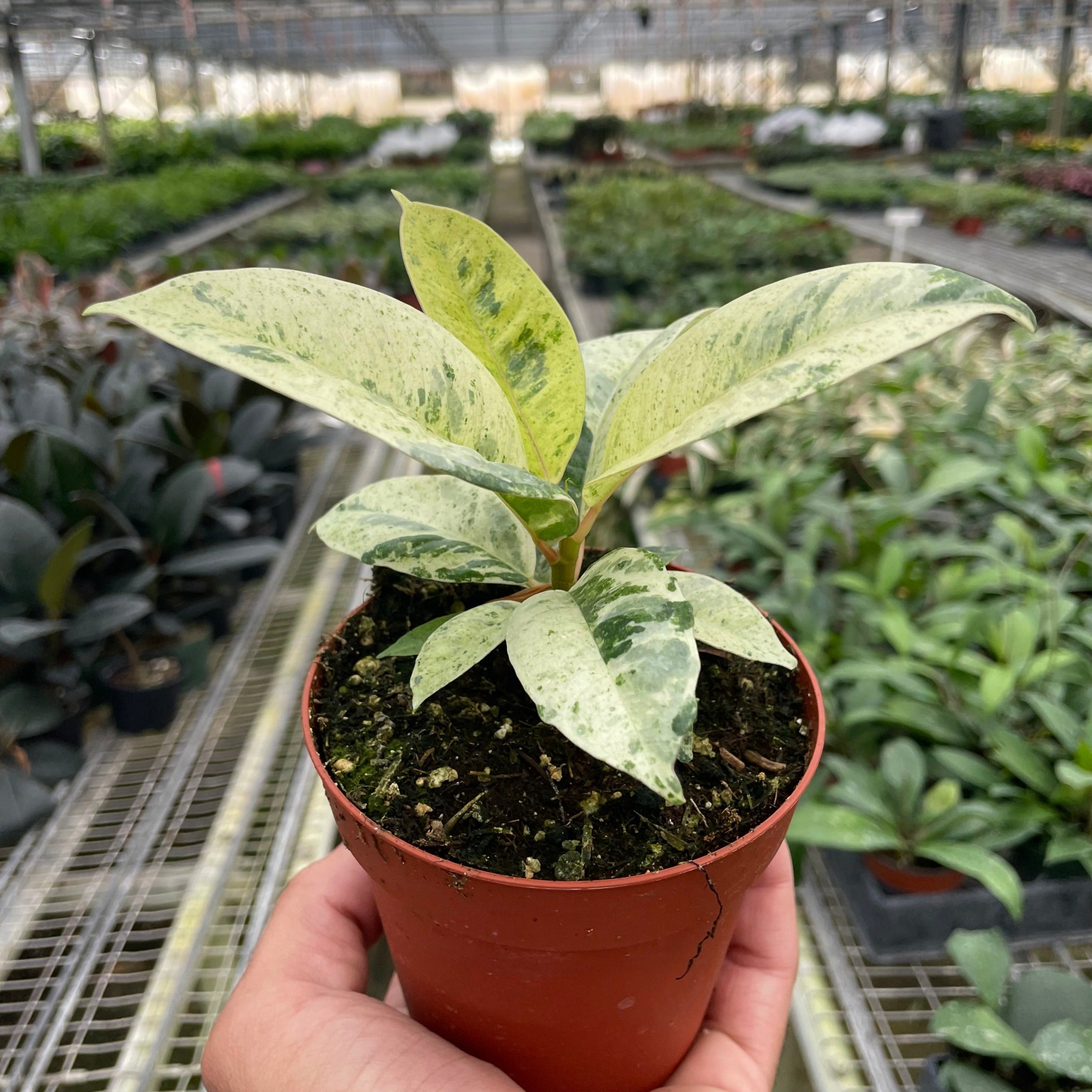 Ficus 'shivereana' (moonshine)