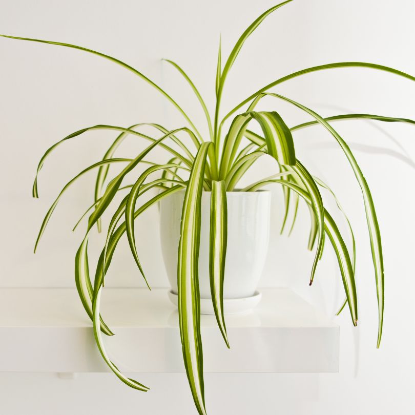 Reverse Spider Plant