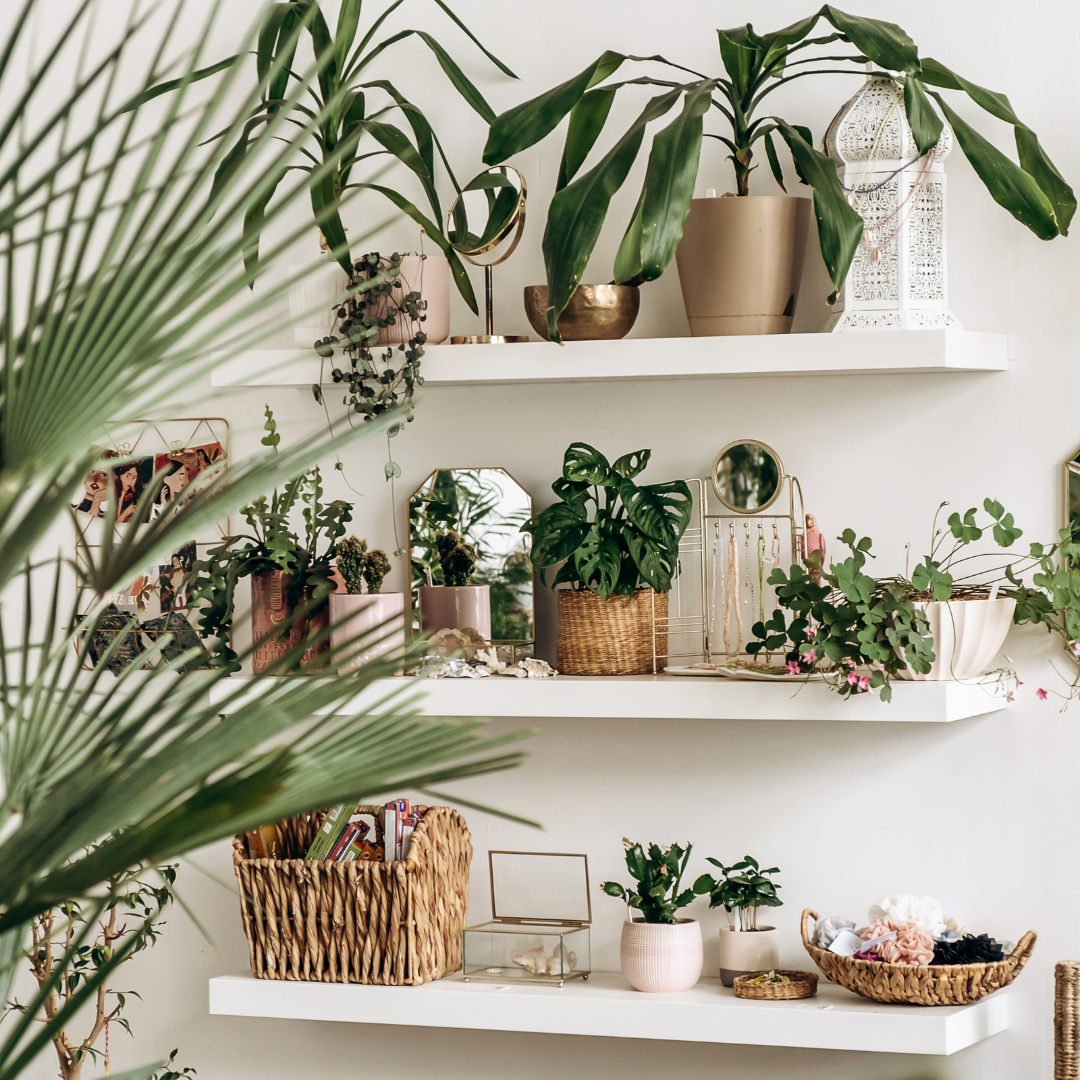 Combat the Winter Blues: 5 Indoor Plants to Brighten Your Home and Mood