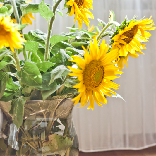 The Best Plants for Leo Season: Bringing Sunshine Indoors