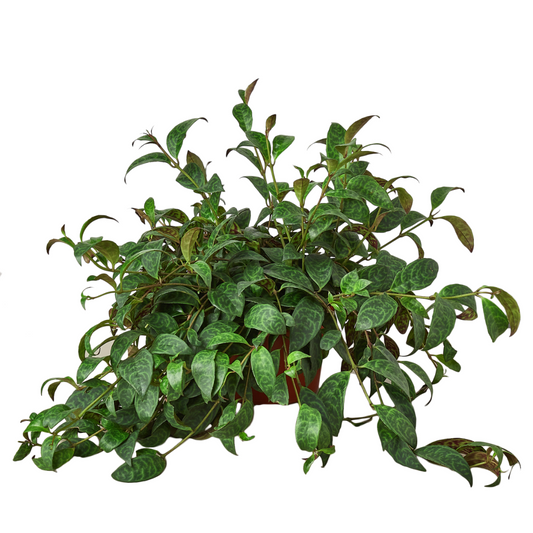 The Ultimate Guide to Aeschynanthus (Lipstick Plant): Care, Tips, and Decorating Ideas