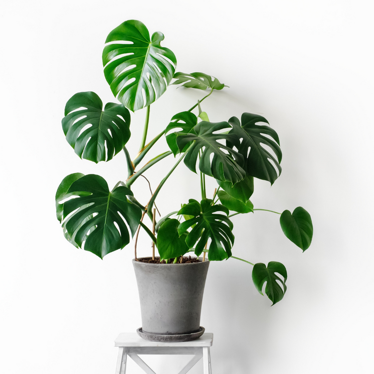 The Plant Swag Shop delivers houseplants to your door!