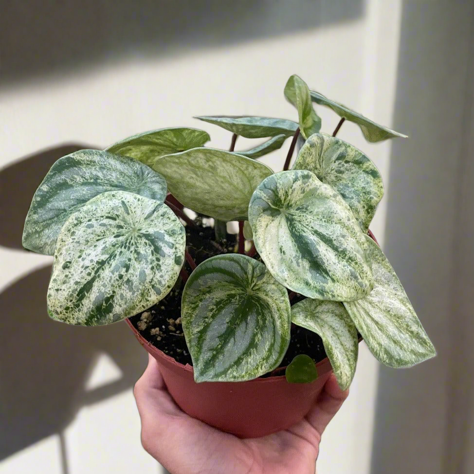 Peperomia 'Watermelon Variegated'