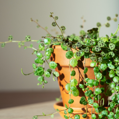 Peperomia Prostrata 'String of Turtles'