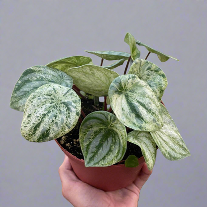 Peperomia 'Watermelon Variegated'