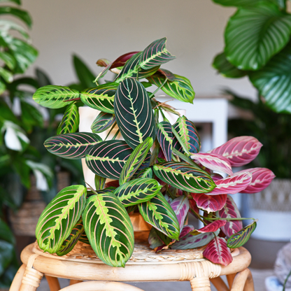 Maranta Red Prayer