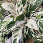 Calathea 'White Fusion'