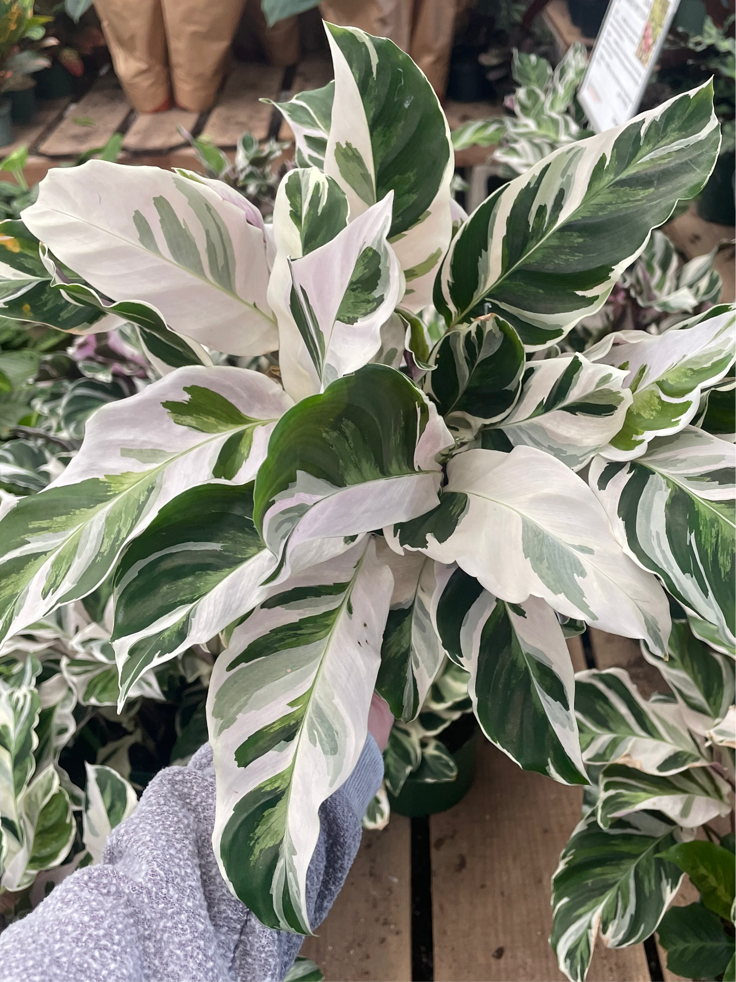 Calathea 'White Fusion'