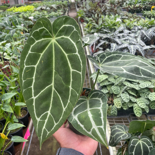  Anthurium crystallinum