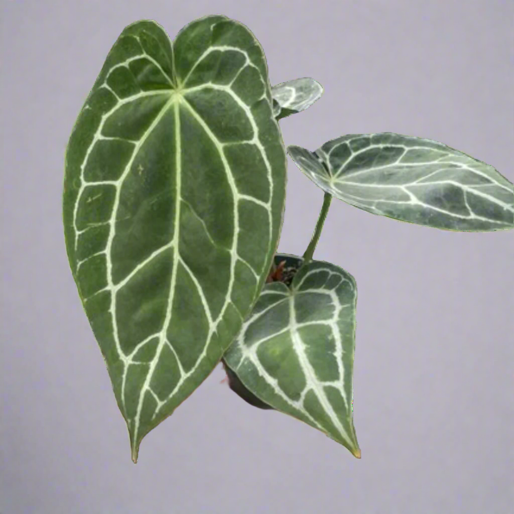  Anthurium crystallinum