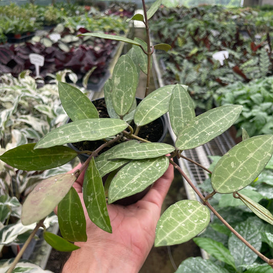 Hoya 'Eliptica'