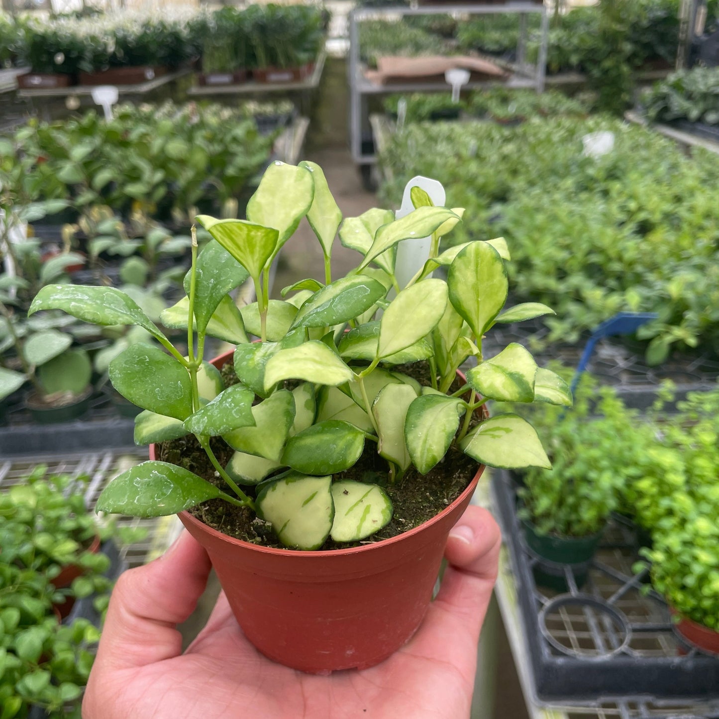 Hoya Heuschkeliana Variegated