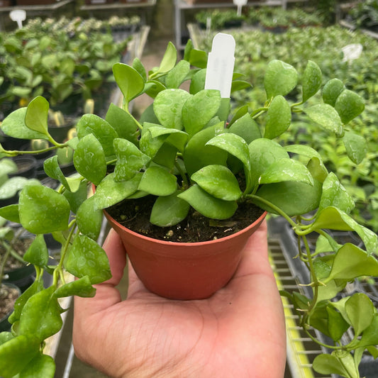 Hoya Heuschkeliana