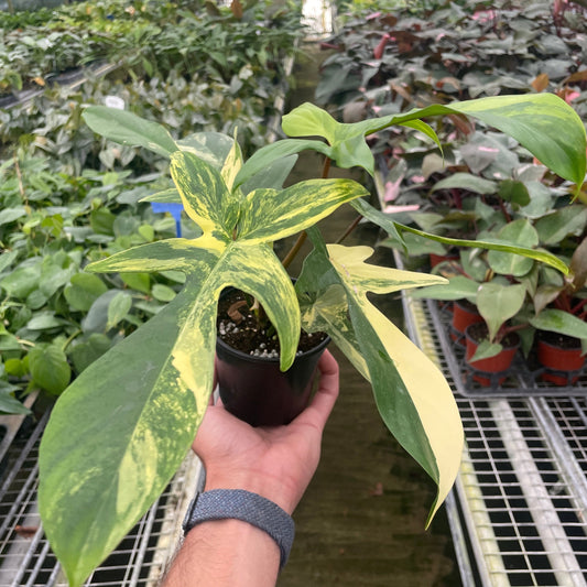 Philodendron Florida Beauty Variegated Media 1 of 1