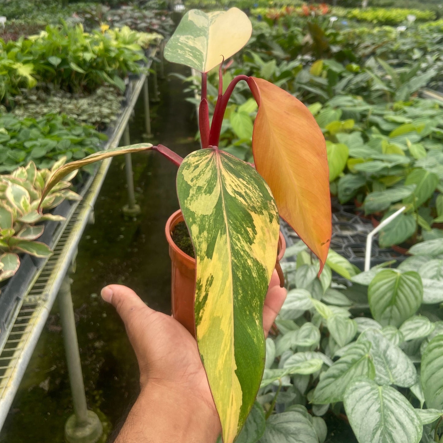 PHILODENDRON_STRAWBERRY.SHAKE