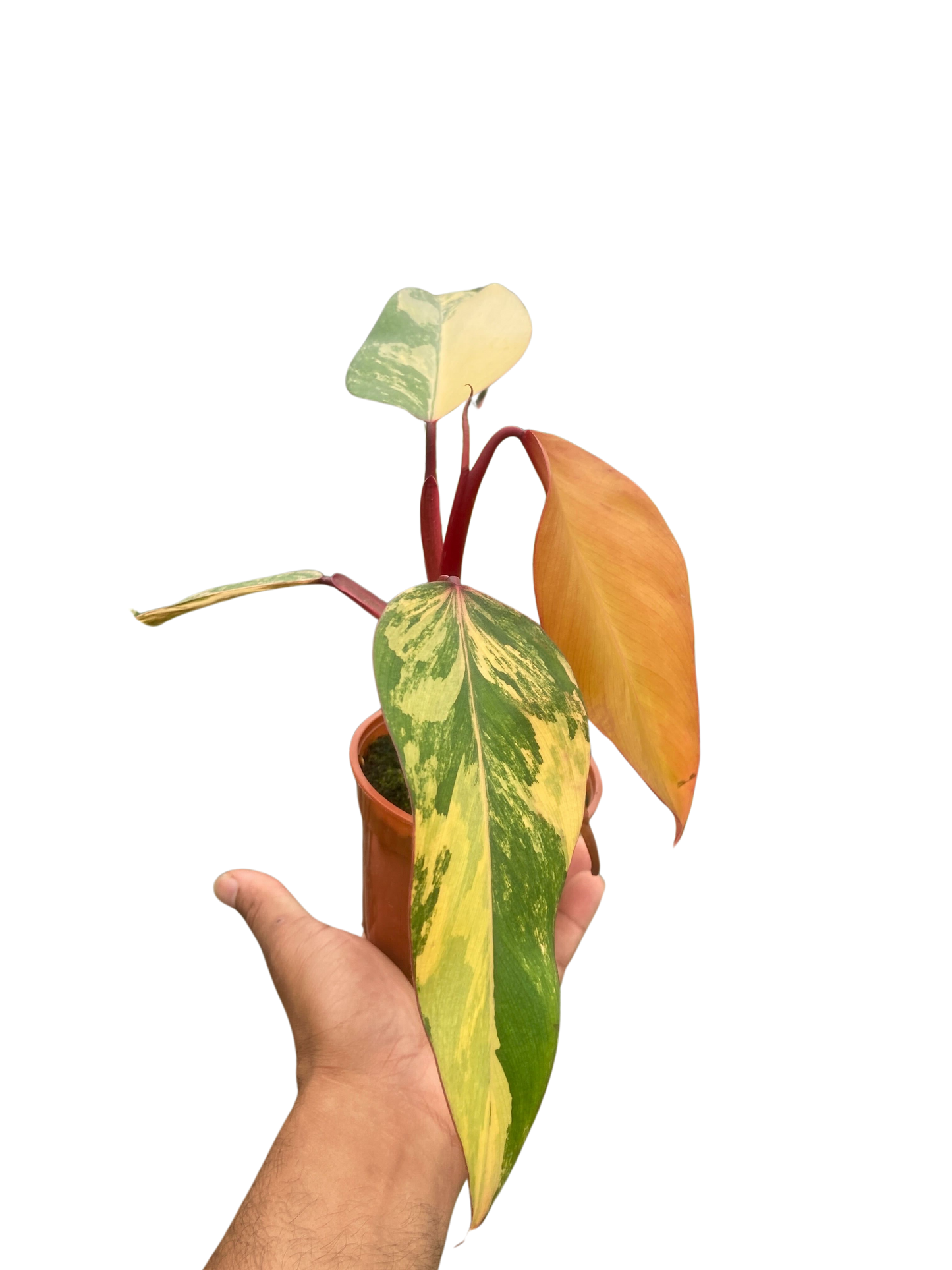 Philodendron 'Strawberry Shake' Rare