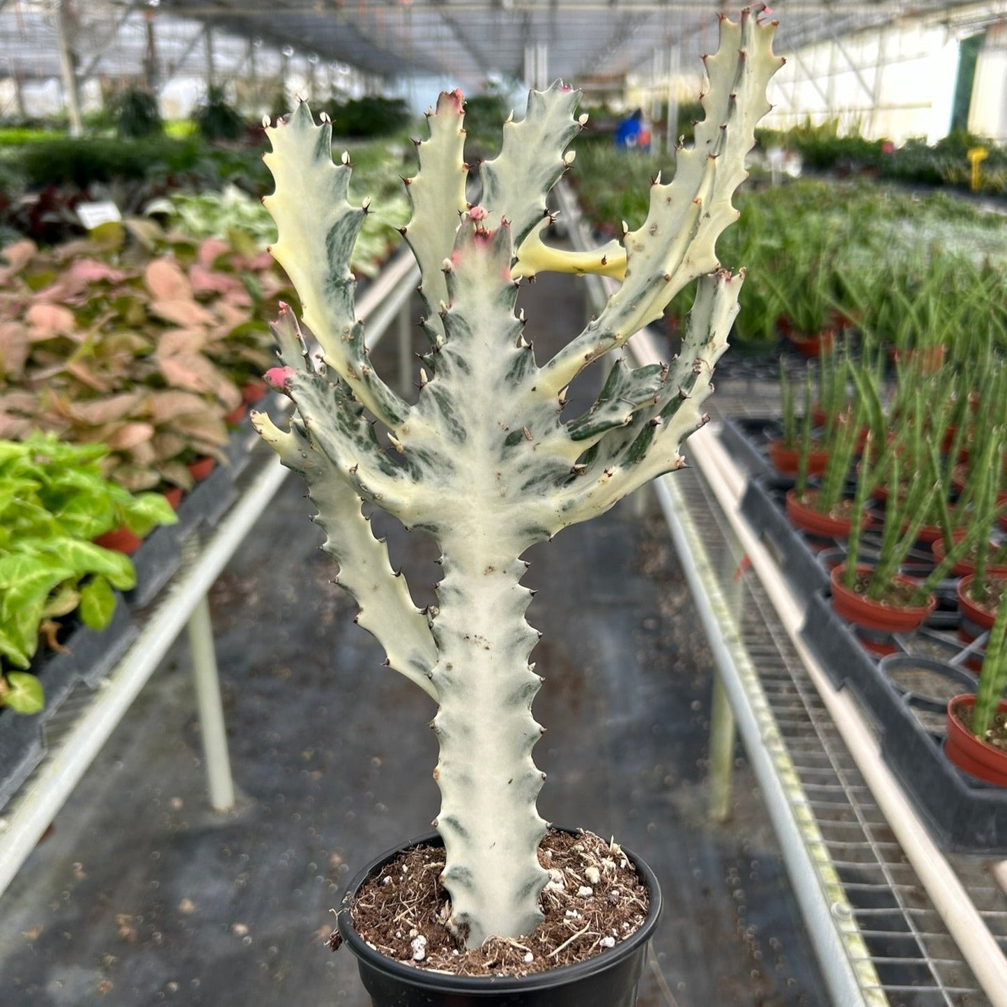 Succulent Euphorbia 'Dragon Bone' Media 1 of 3  Revert to original