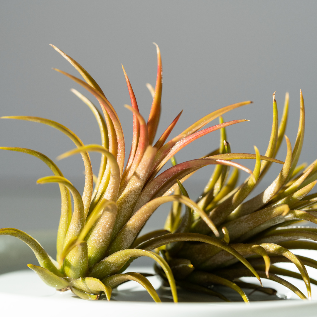 Tillandsia Air Plant Variety w/ Spray - 16 Pack