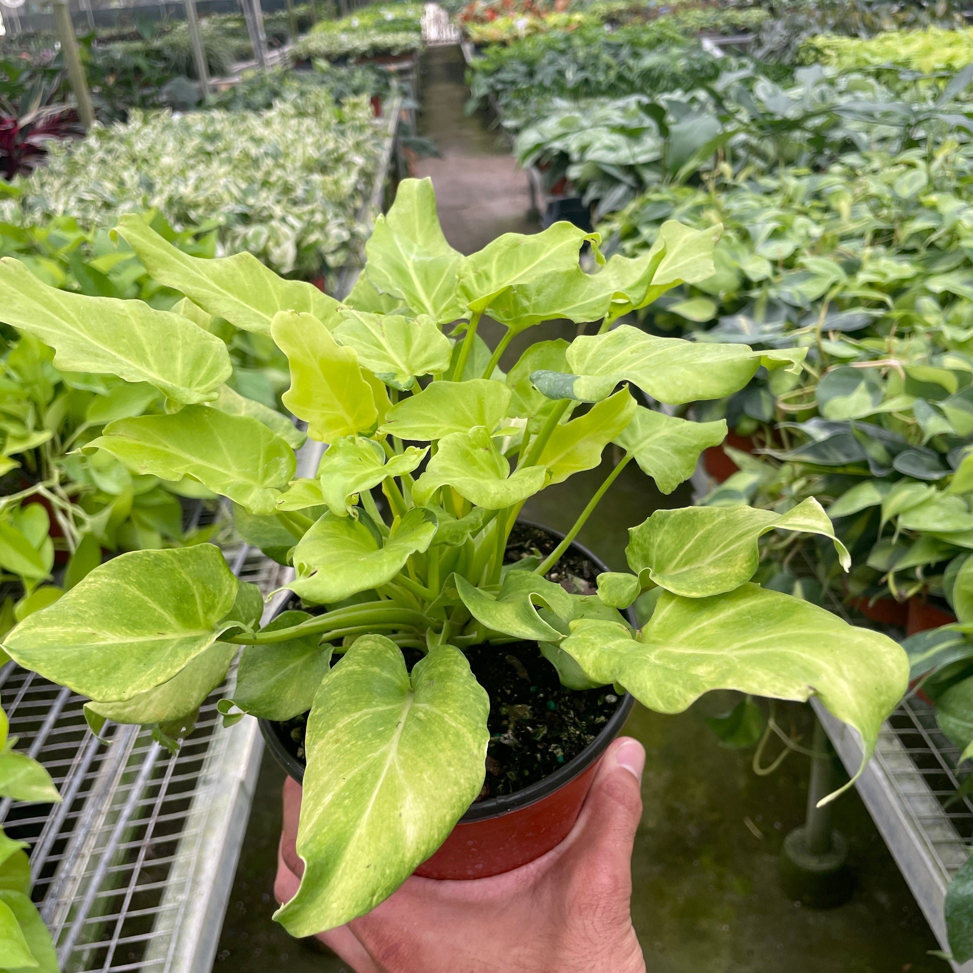 philodendron xanadu variegated 