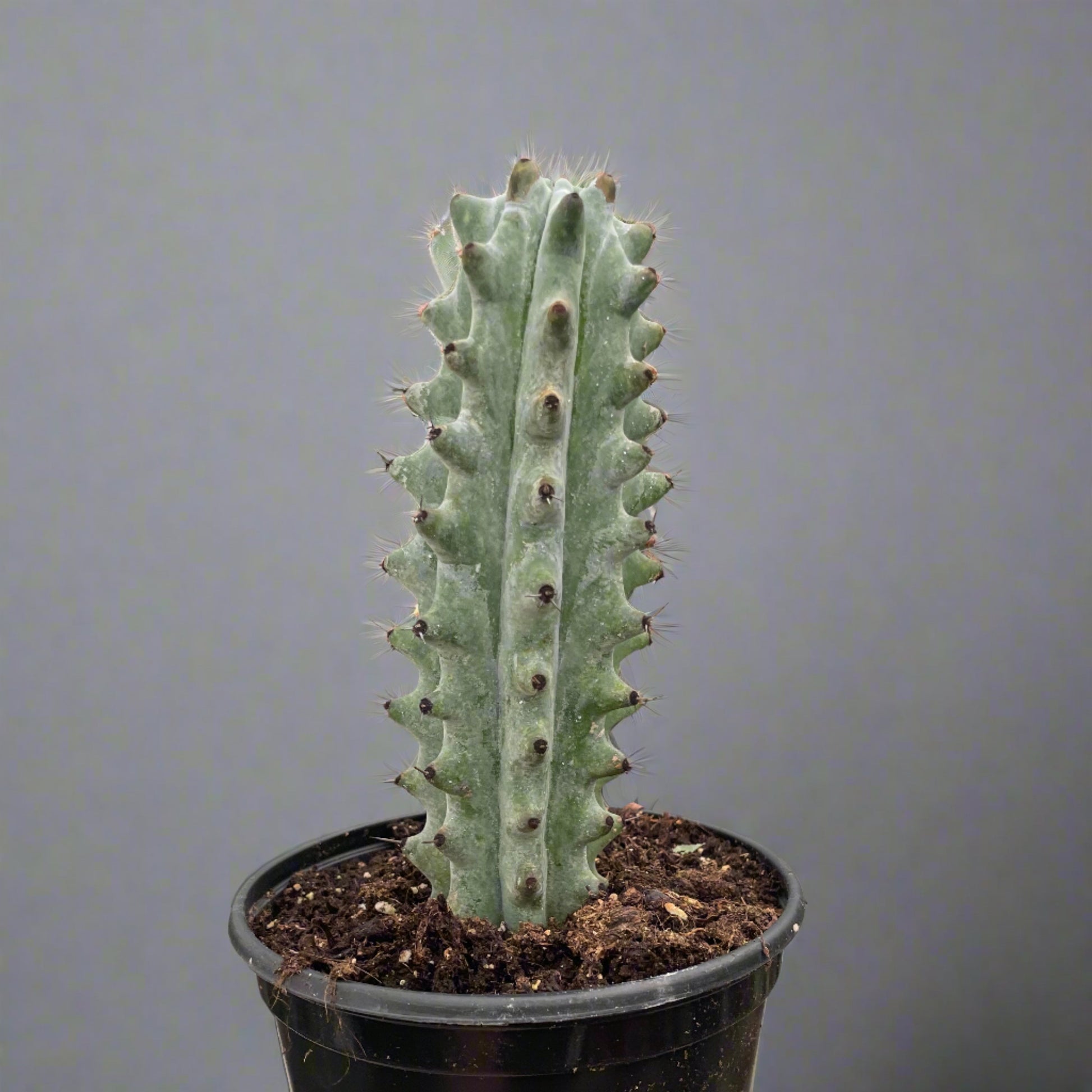 Succulent Cactus Ghost White Boobie Media 1 of 1