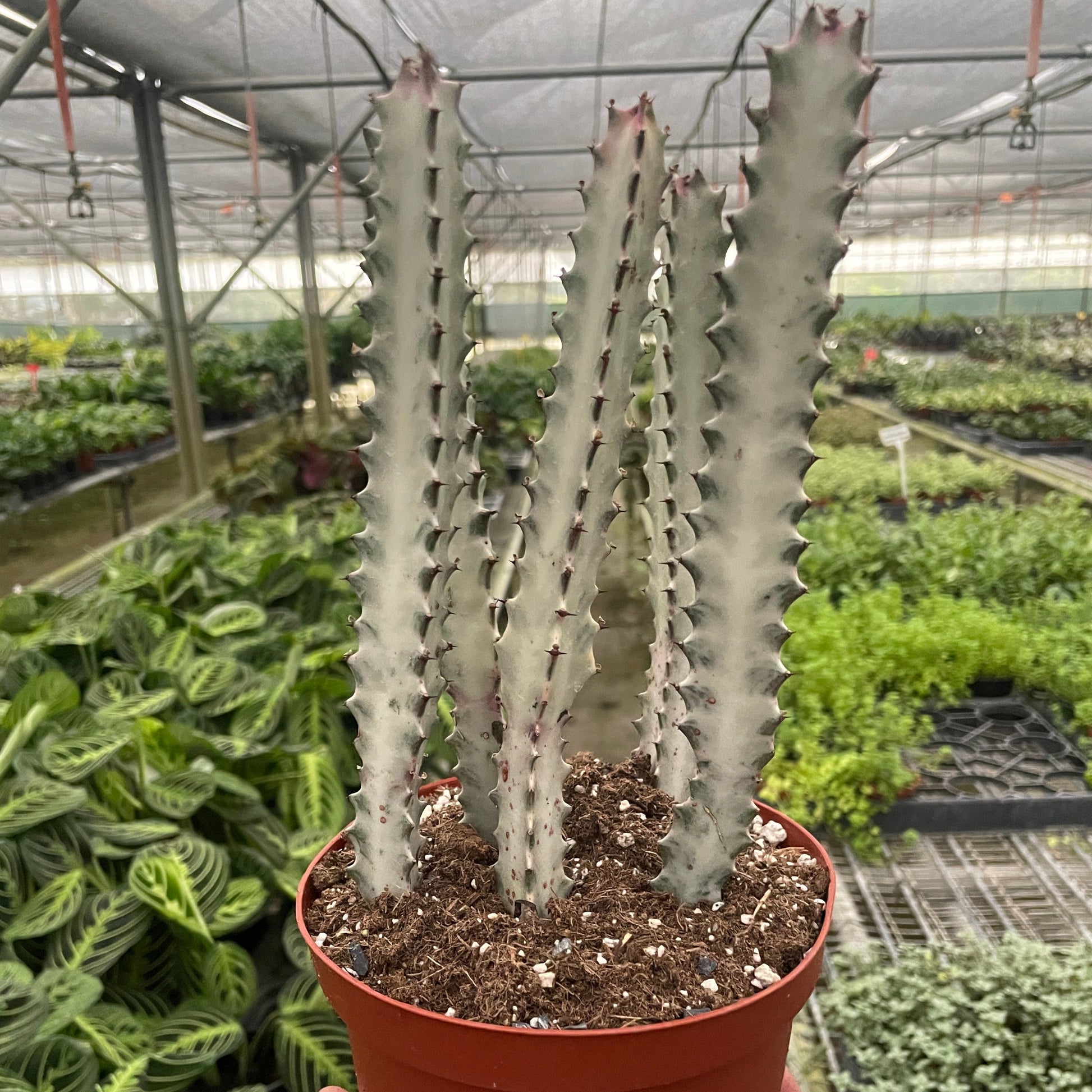 Succulent Euphorbia 'Dragon Bone' Media 1 of 3  Revert to original