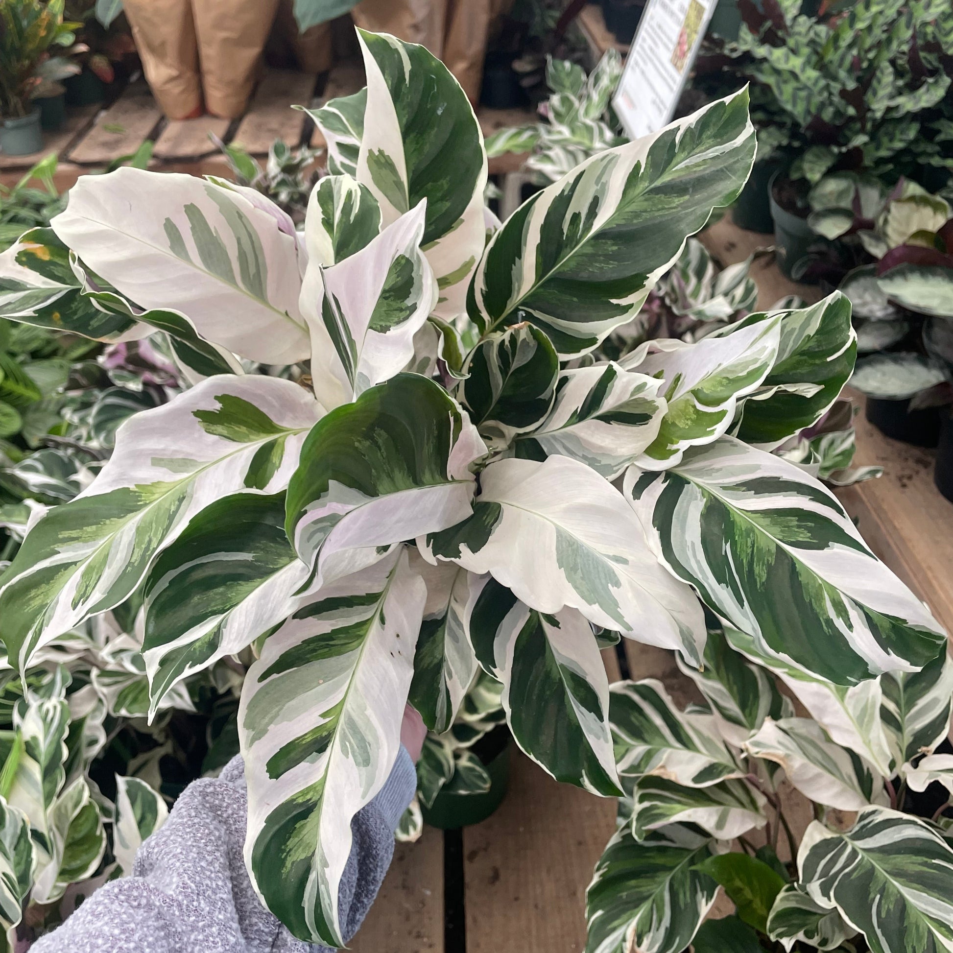 calathea white fusion houseplant