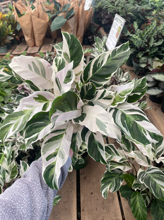 Calathea 'White Fusion'