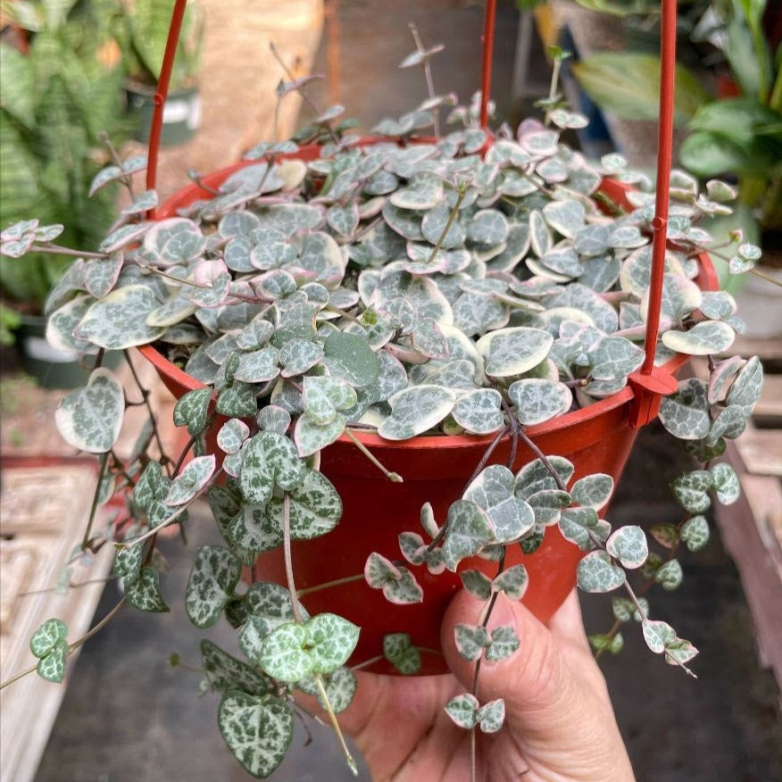 String of Hearts Variegated Media 1 of 2
