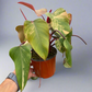 Philodendron 'Strawberry Shake' Rare