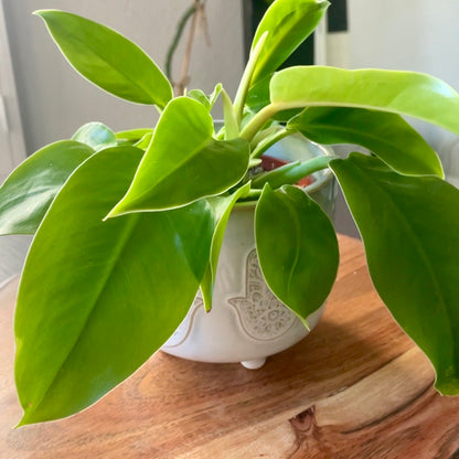 Philodendron 'Moonlight'