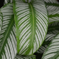 Calathea 'Vittata'