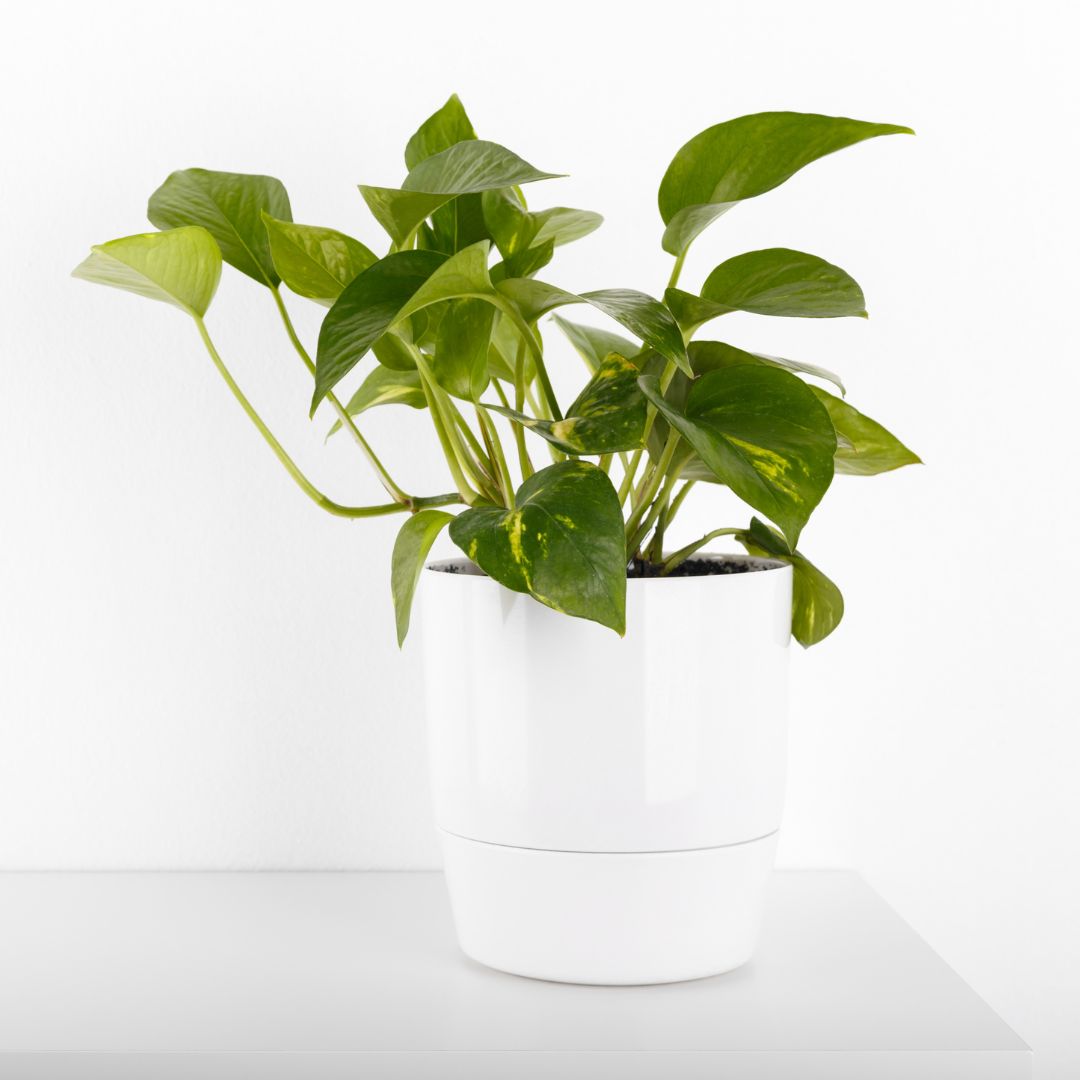 Pothos 'Green Queen'