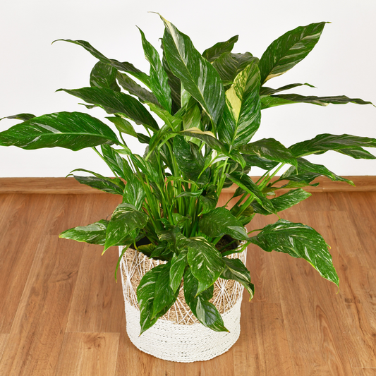 Variegated Spathiphyllum 'Domino'