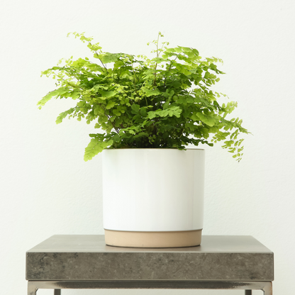 Maidenhair Fern