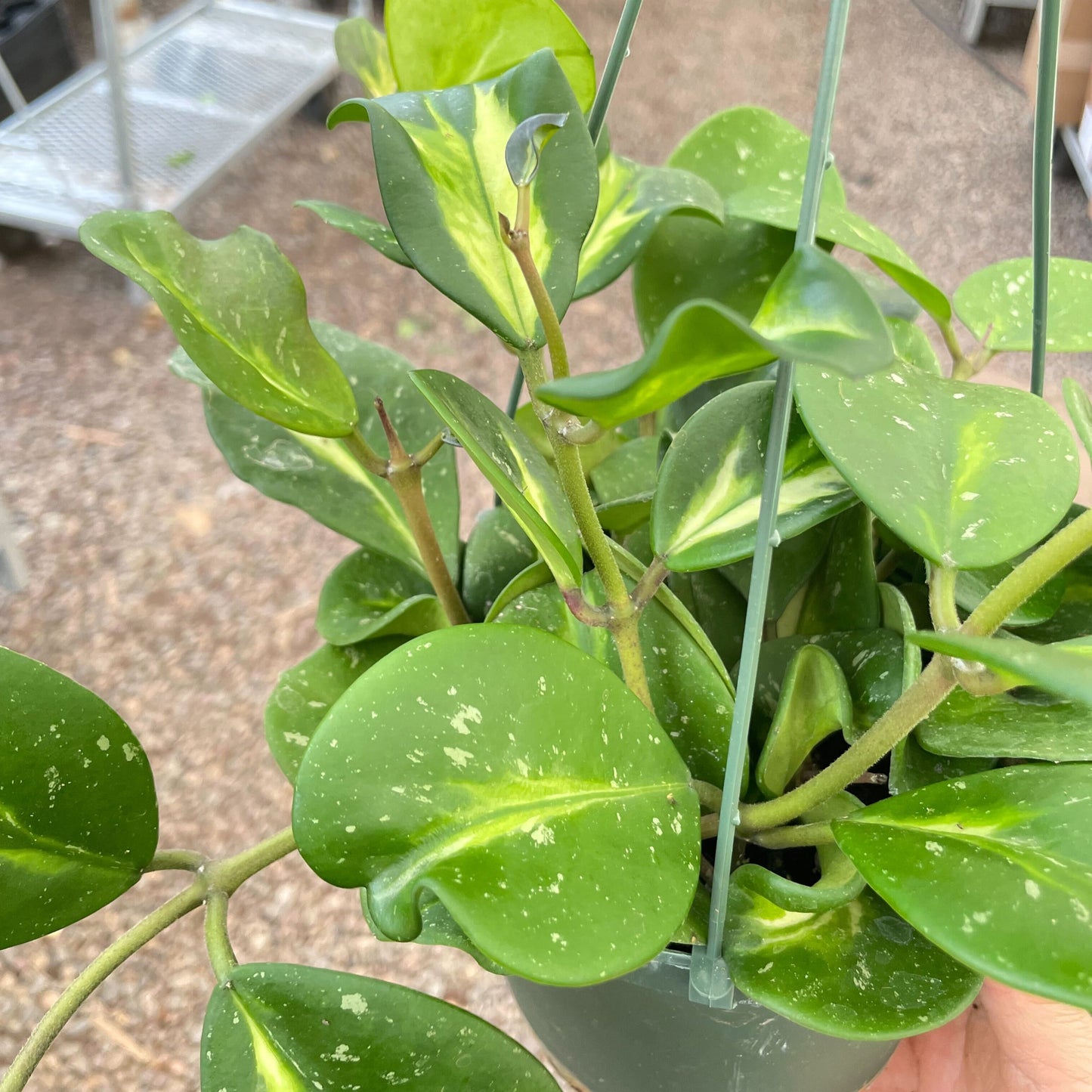 Hoya Obovata Reverse