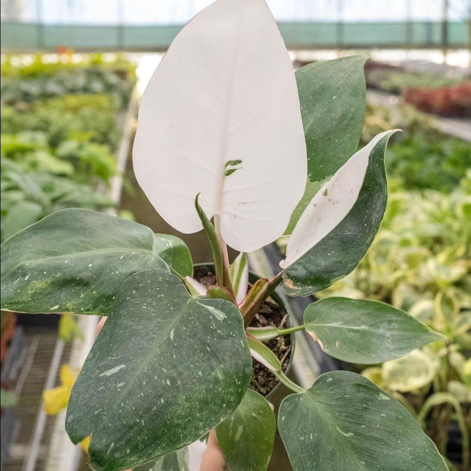 Philodendron 'White Princess'