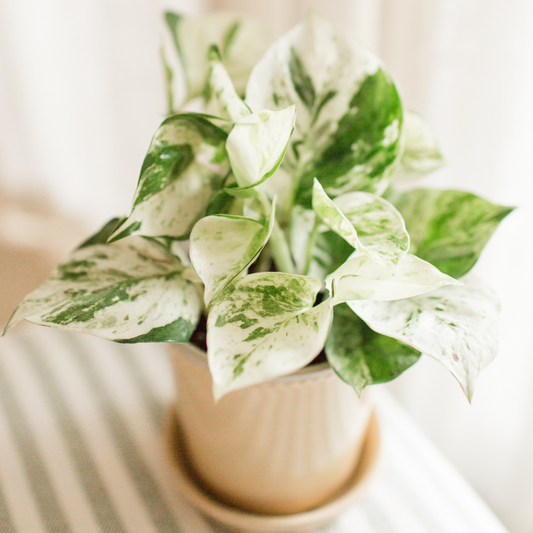 pothos marble queen