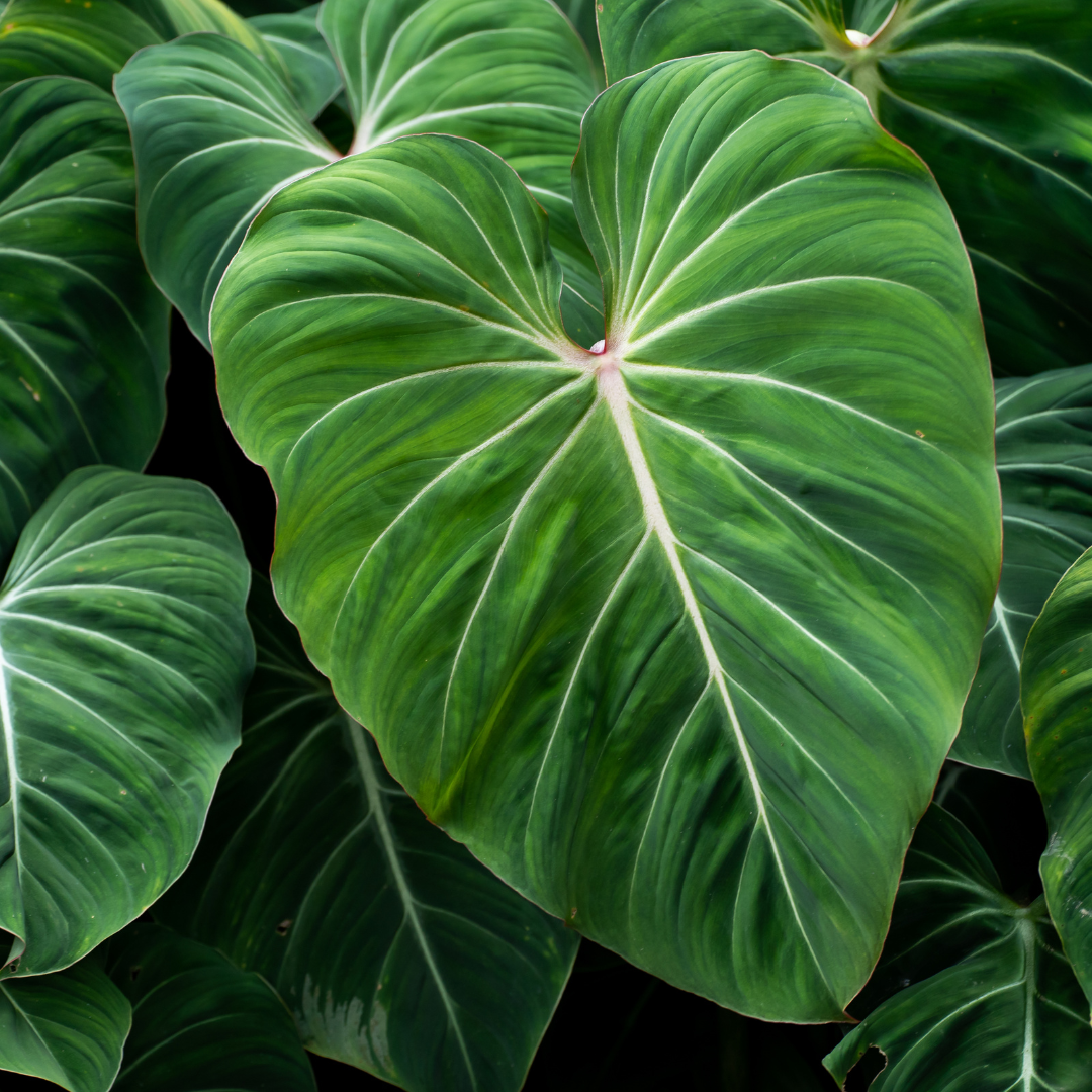 Philodendron Gloriosum