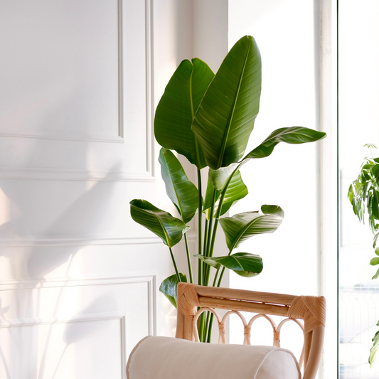 bird of paradise houseplant