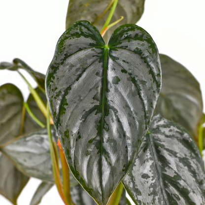 Philodendron 'Brandi'