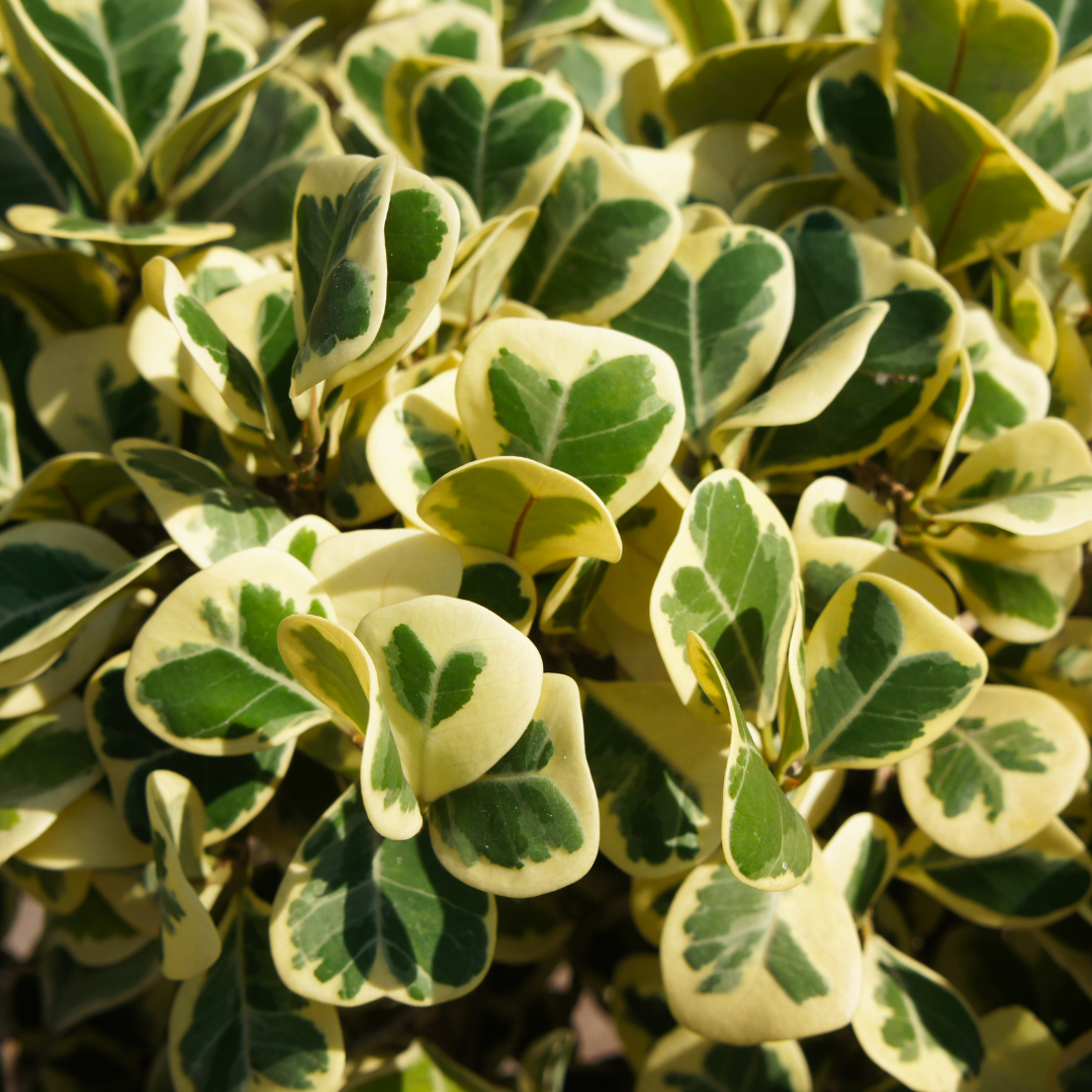 Ficus Elastica 'Triangularis' Variegated