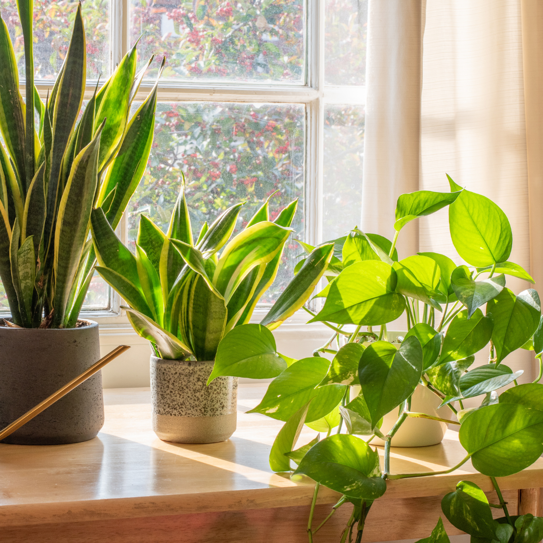 Low Light Houseplant Bundle