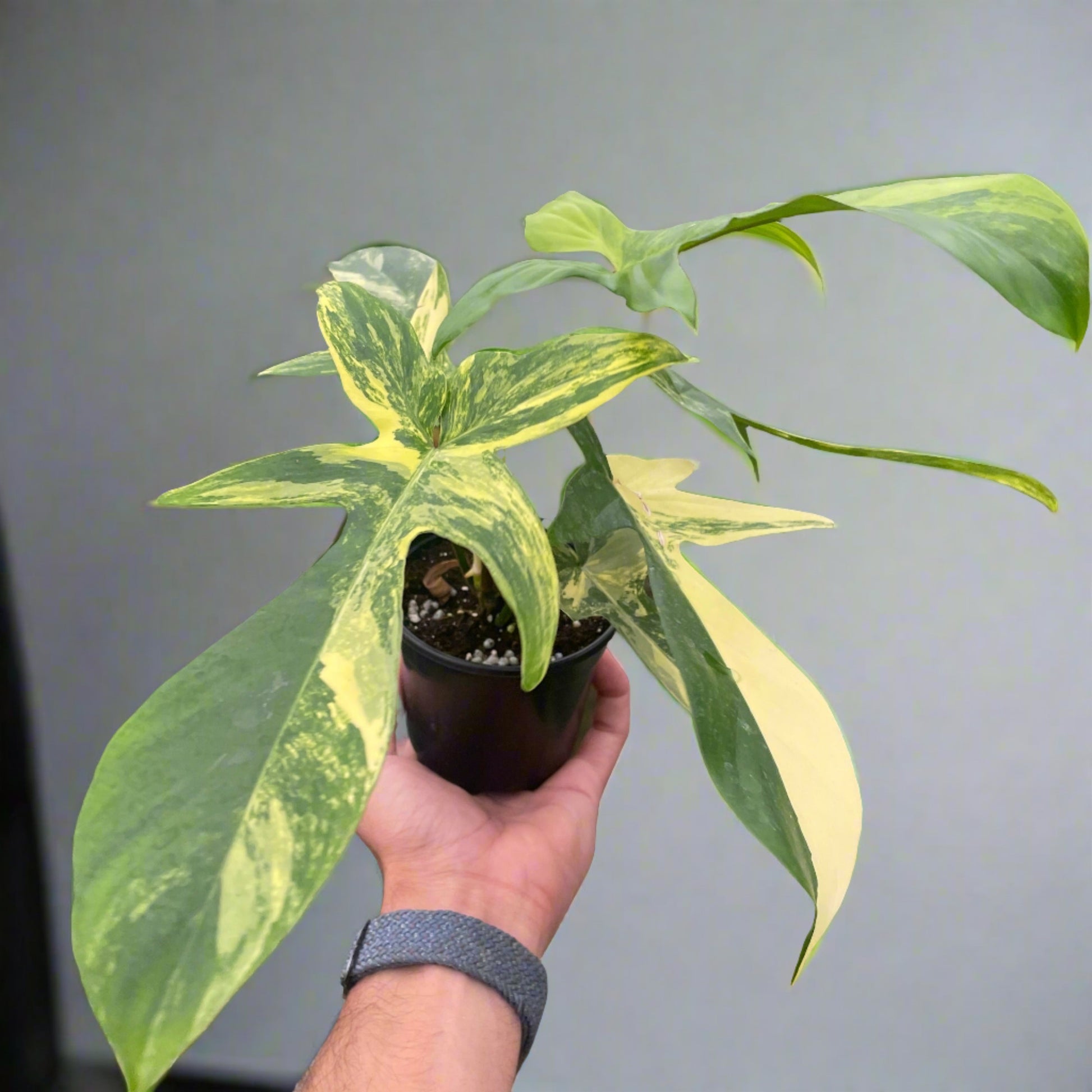 Philodendron Florida Beauty Variegated Media 1 of 1