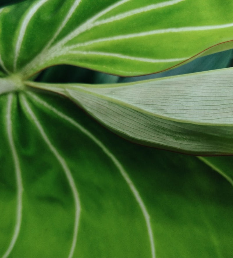 Philodendron Gloriosum