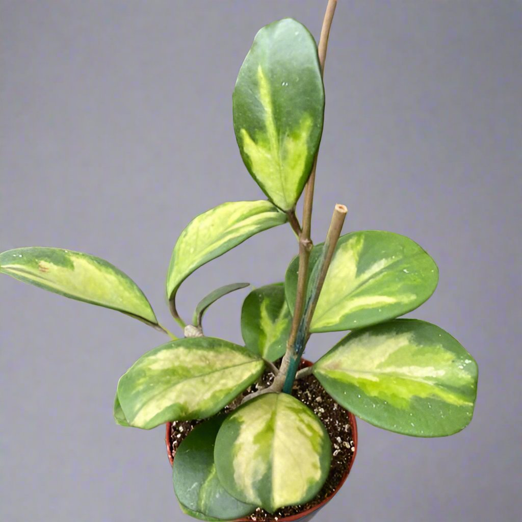 Hoya Obovata Reverse