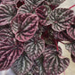 Peperomia 'Ripple Red'