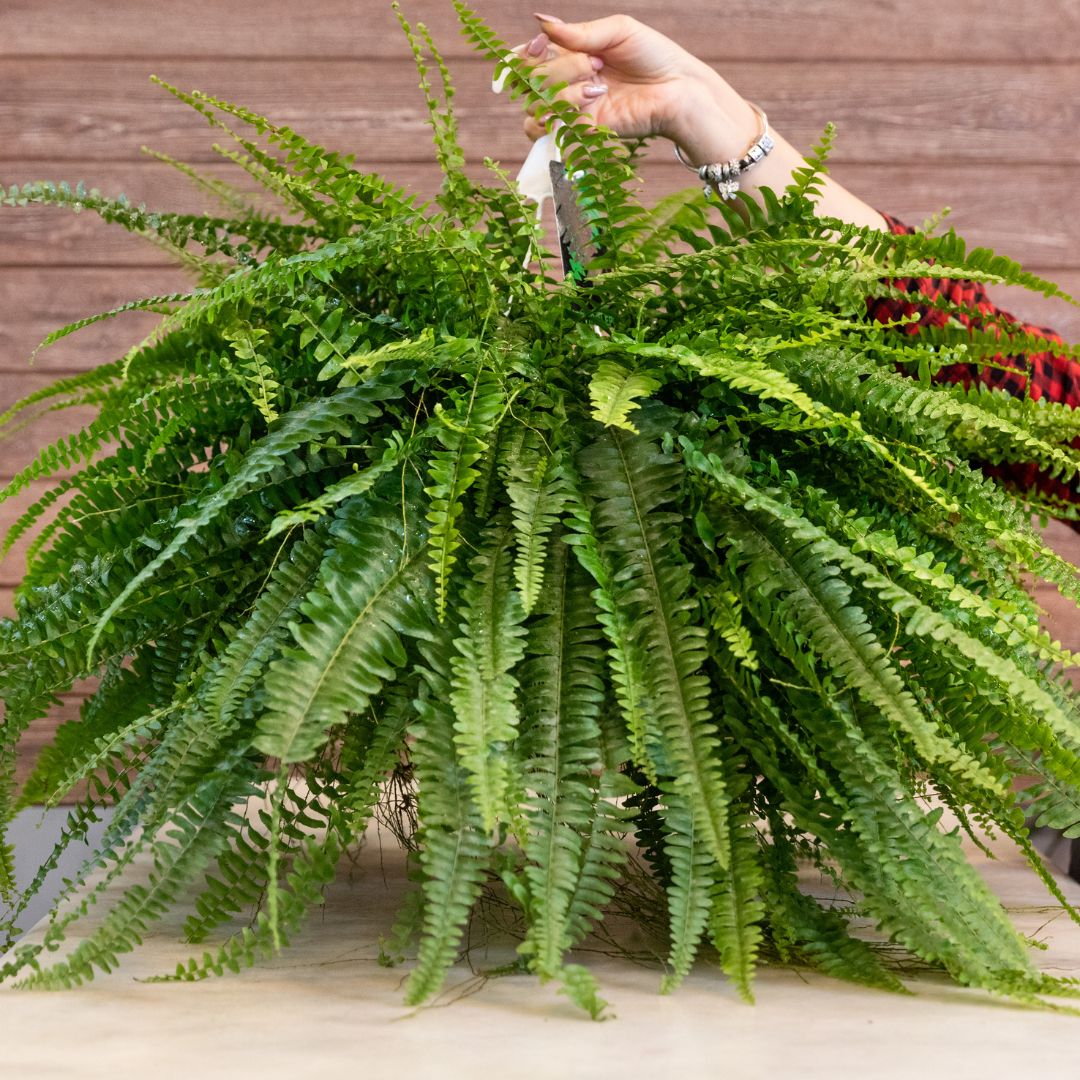 Boston Fern