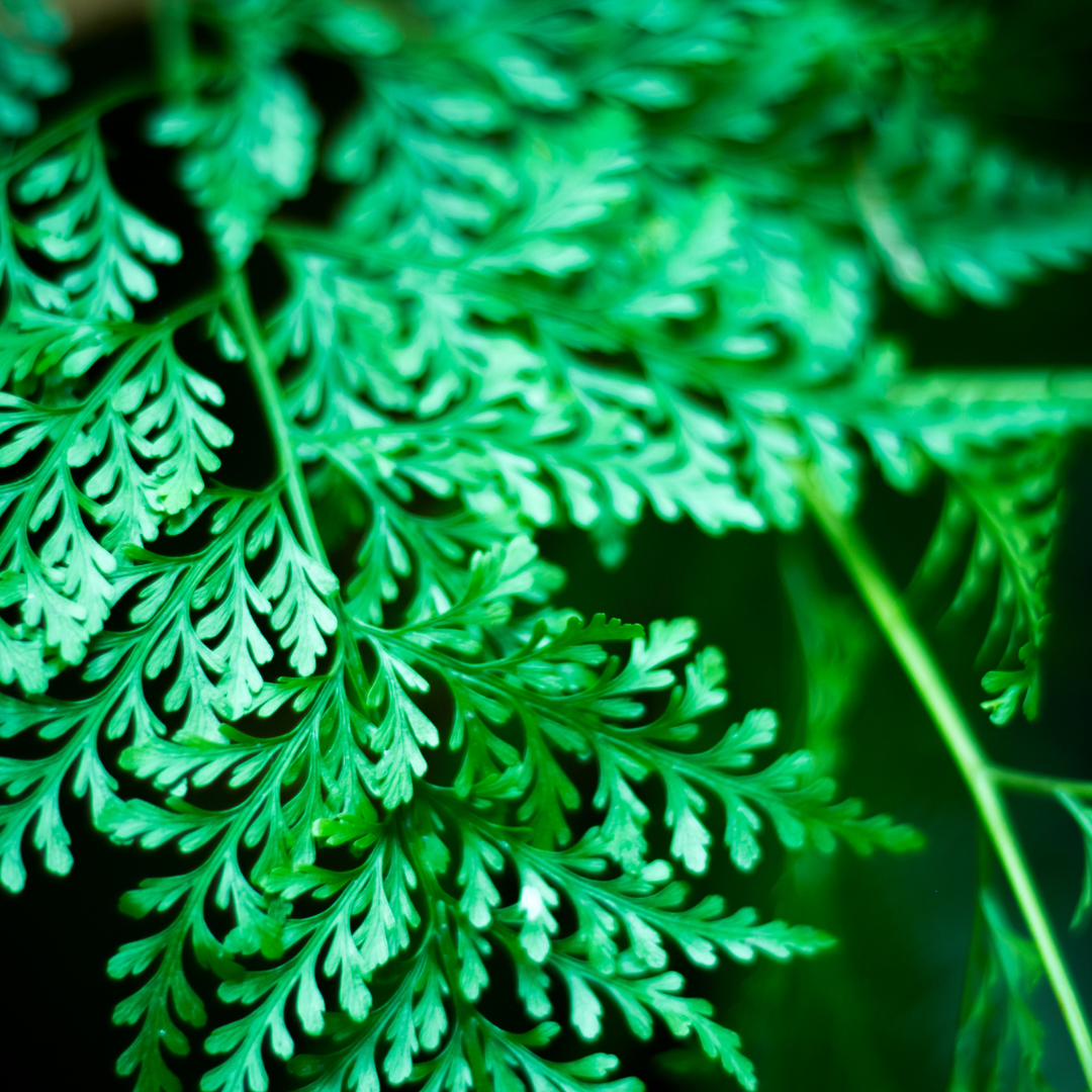 Rabbit's Foot Fern